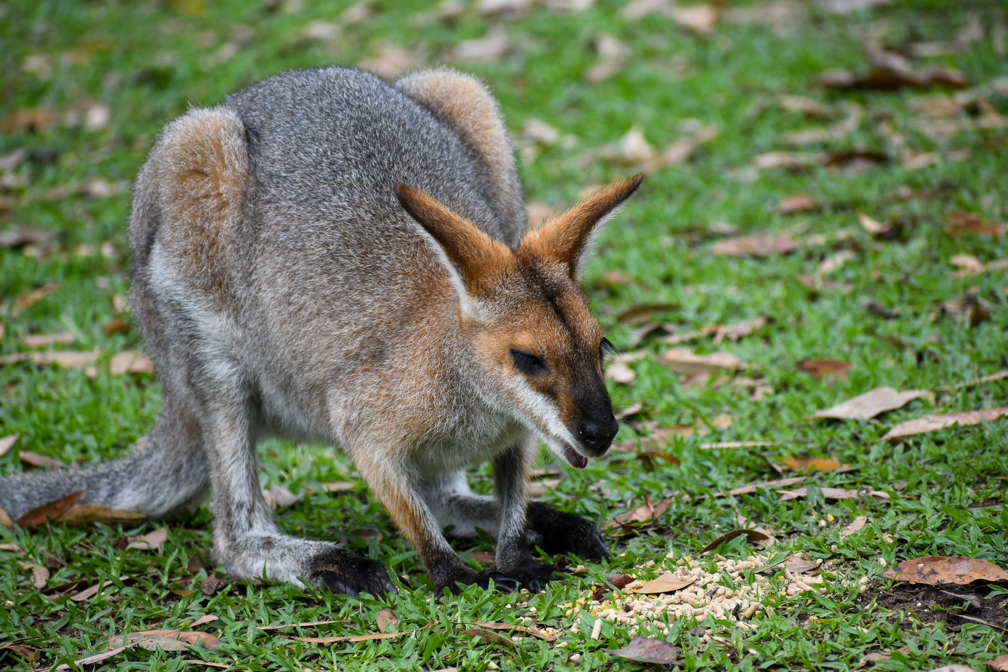 Red-necked Wallaby (Notamacropus rufogriseus)