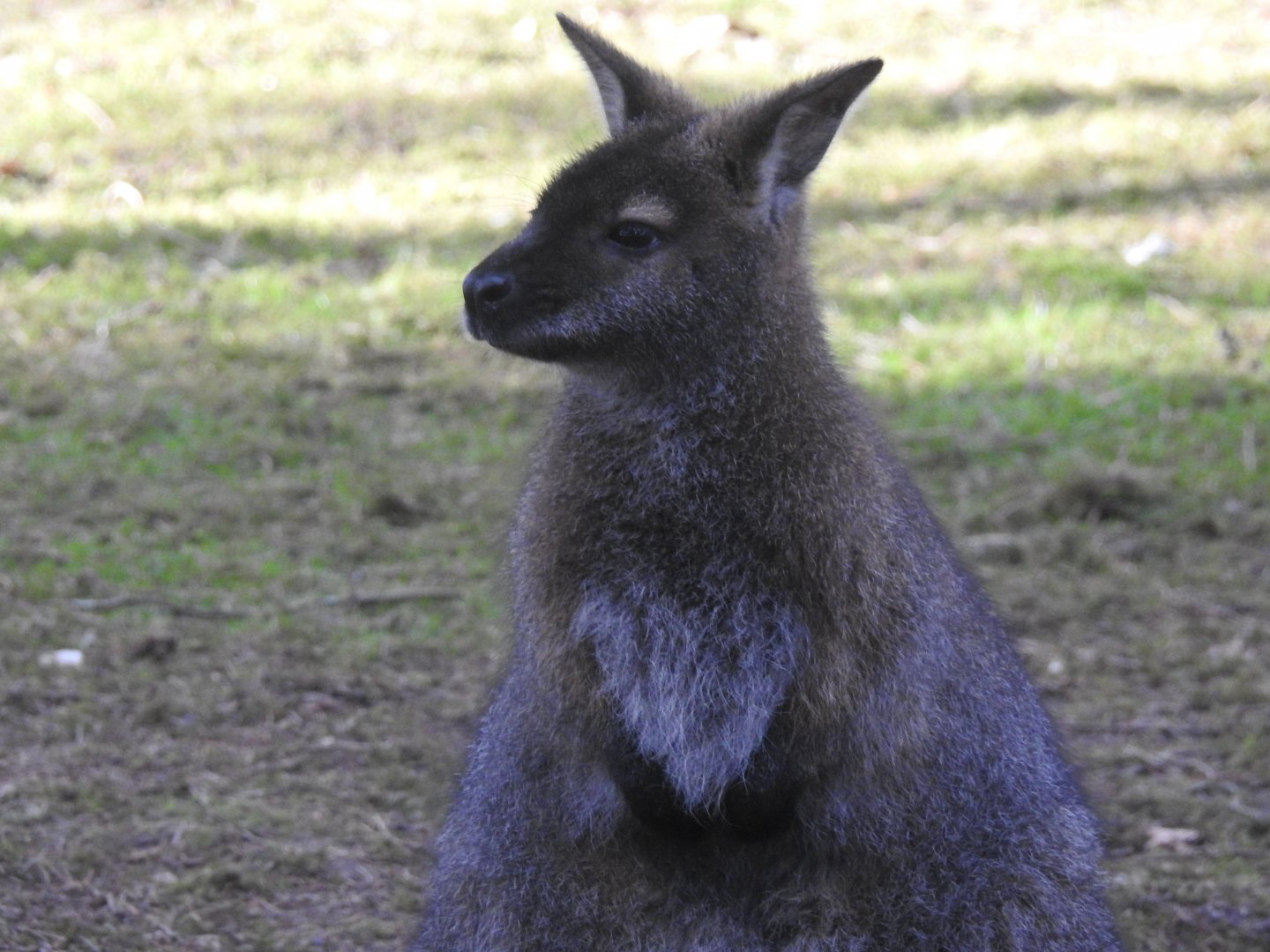 Red-Necked Wallaby (Notamacropus rufogriseus)