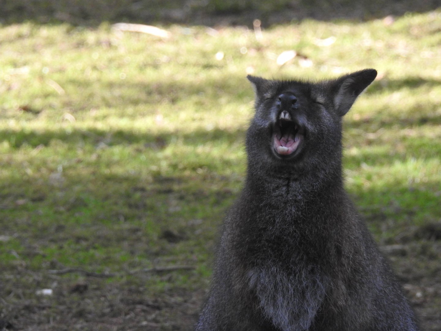 Red-Necked Wallaby (Notamacropus rufogriseus)