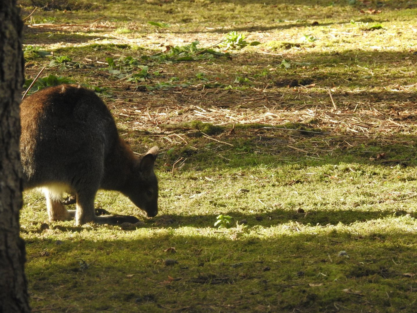 Red-Necked Wallaby (Notamacropus rufogriseus)