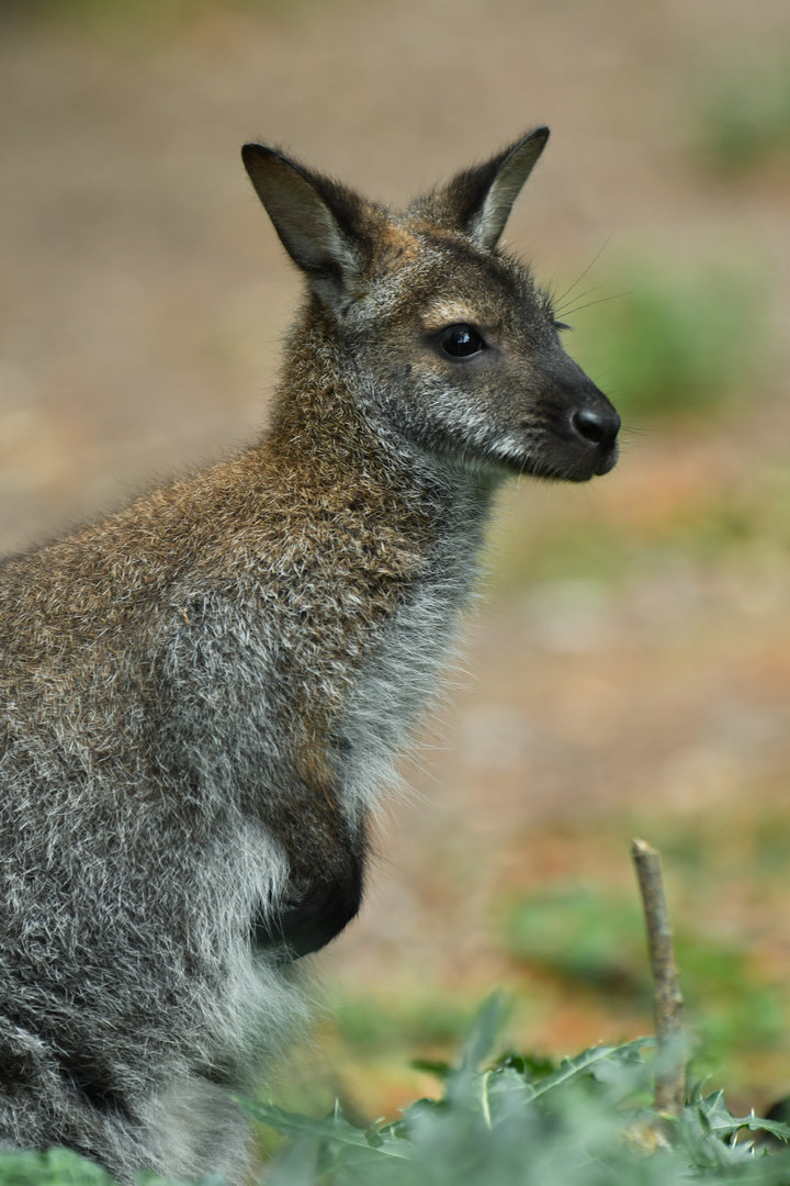 Red-necked wallaby (Notamacropus rufogriseus)