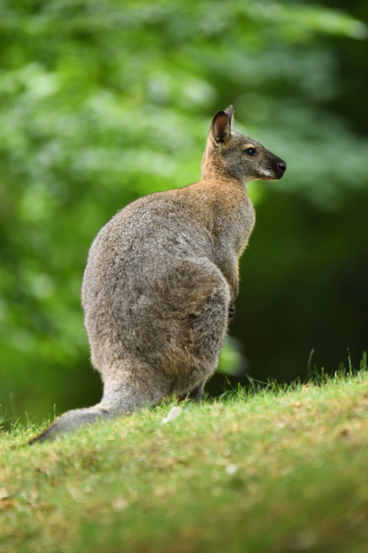 Red-necked wallaby (Notamacropus rufogriseus)