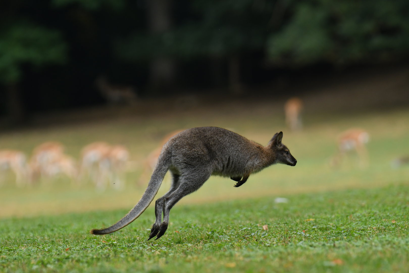 Red-necked wallaby (Notamacropus rufogriseus)