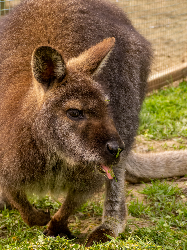 red-necked wallaby (Notamacropus rufogriseus)