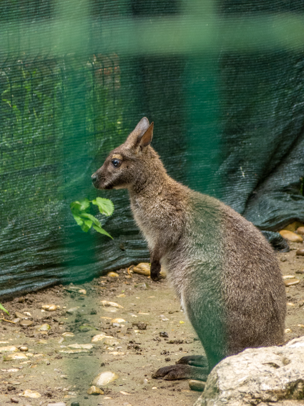 Red-necked wallaby (Notamacropus rufogriseus)