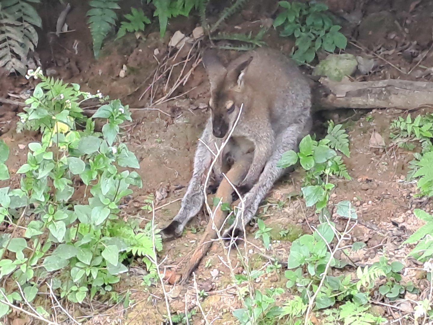 Red-necked Wallaby(Notamacropus rufogriseus)