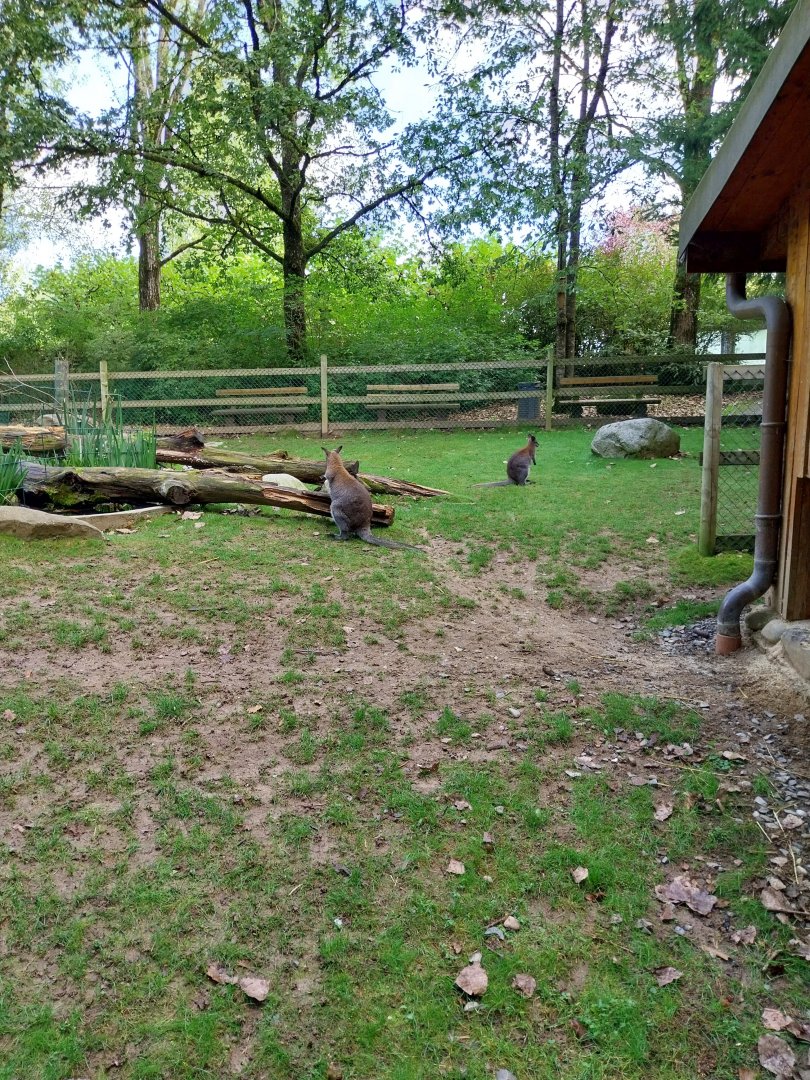 Red-necked wallaby (Notamacropus rufogriseus)