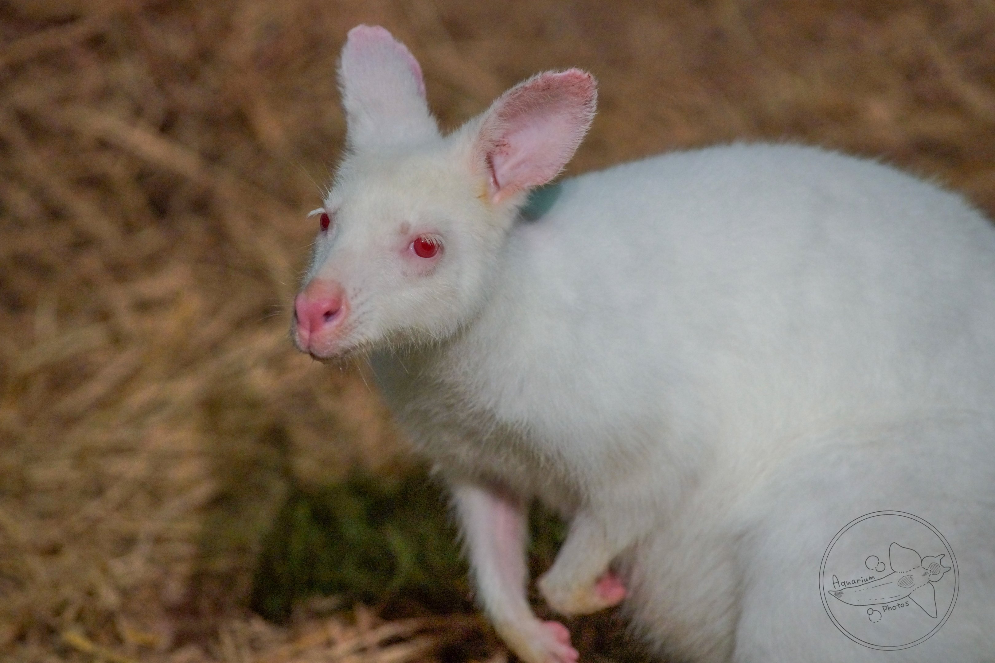 Red-necked Wallaby (Notamacropus rufogriseus)