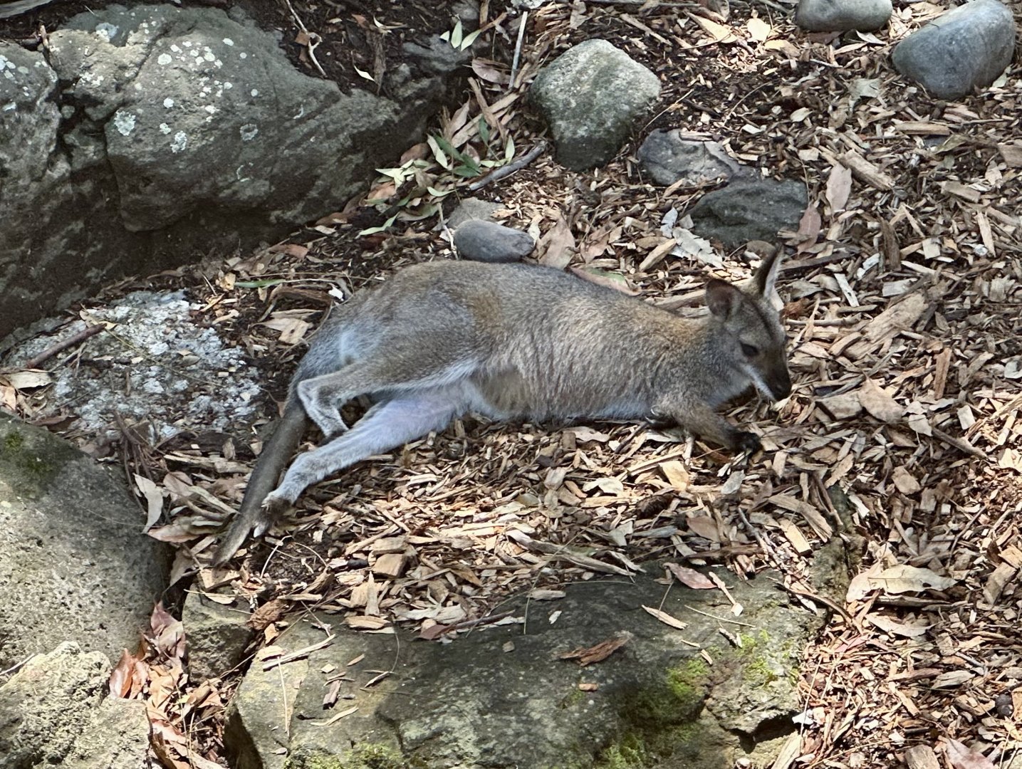 Red-necked wallaby (Notamacropus rufogriseus)