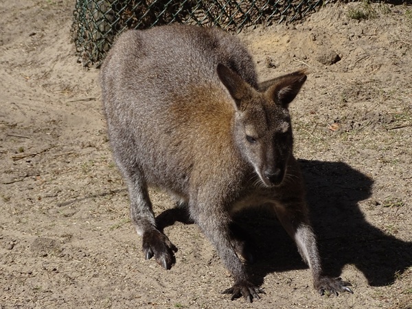 Red-necked wallaby (Notamacropus rufogriseus)