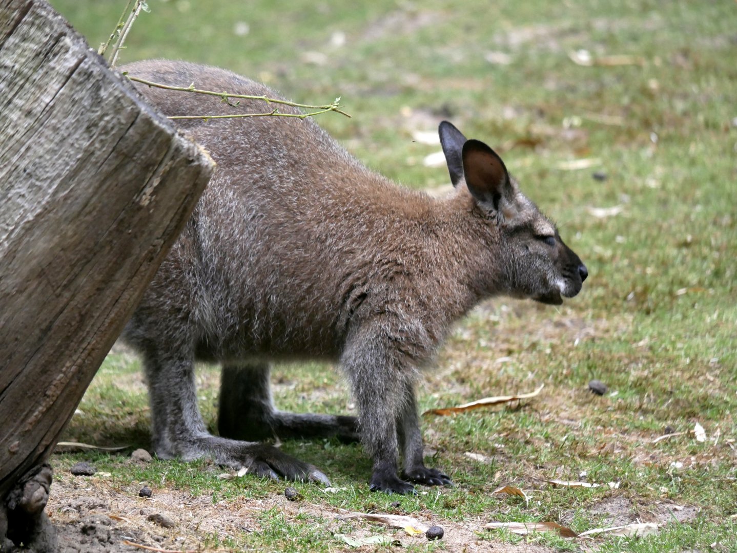 Red-necked wallaby (Notamacropus rufogriseus)