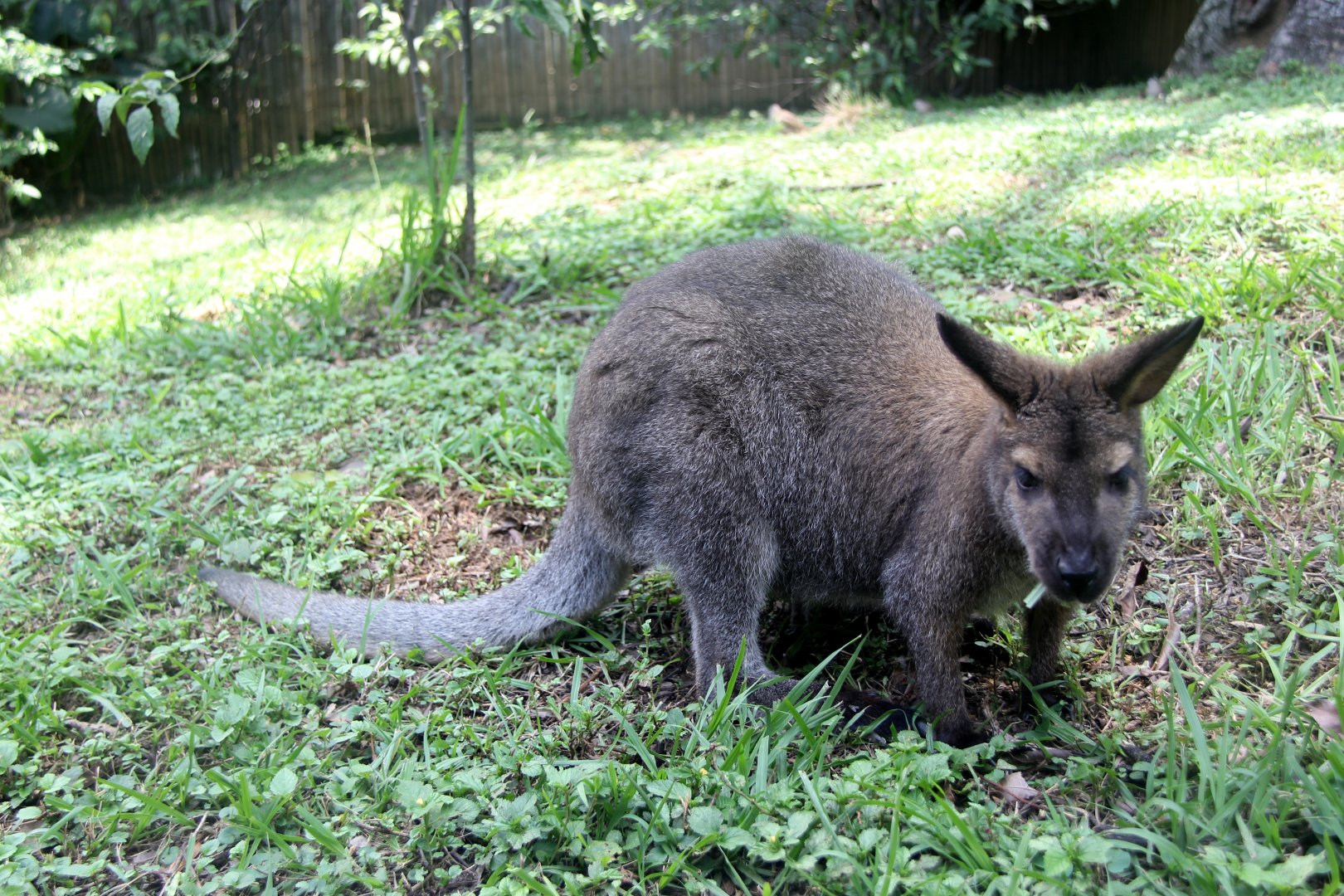 red-necked wallaby or Bennett's wallaby (Macropus rufogriseus)