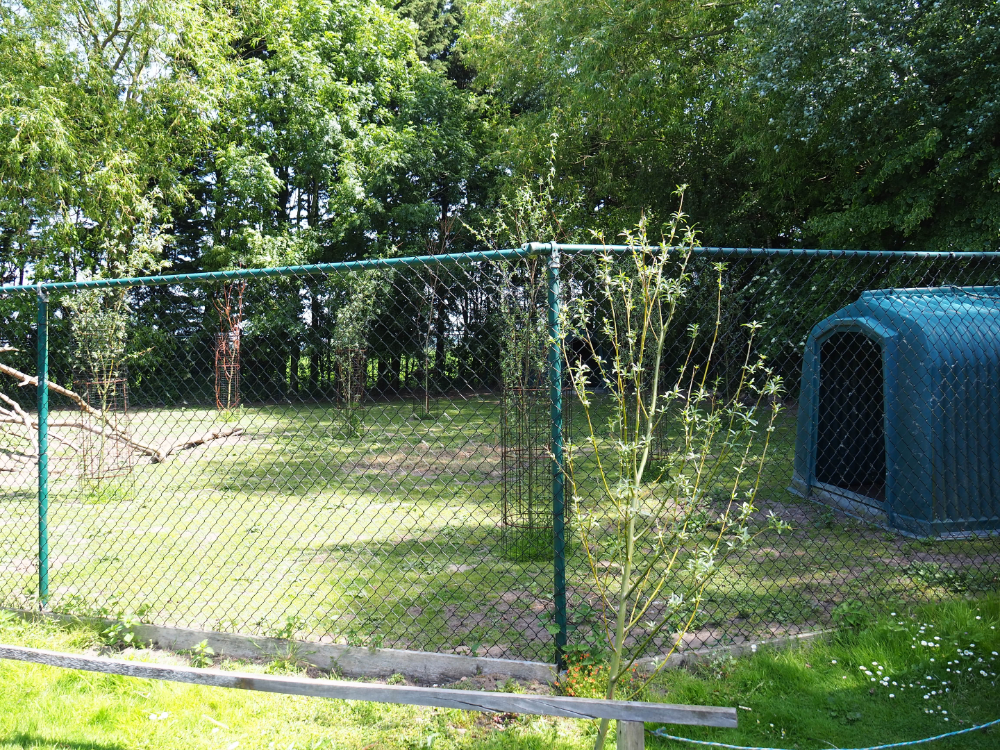 Red-necked wallaby paddock, 2019-06-01