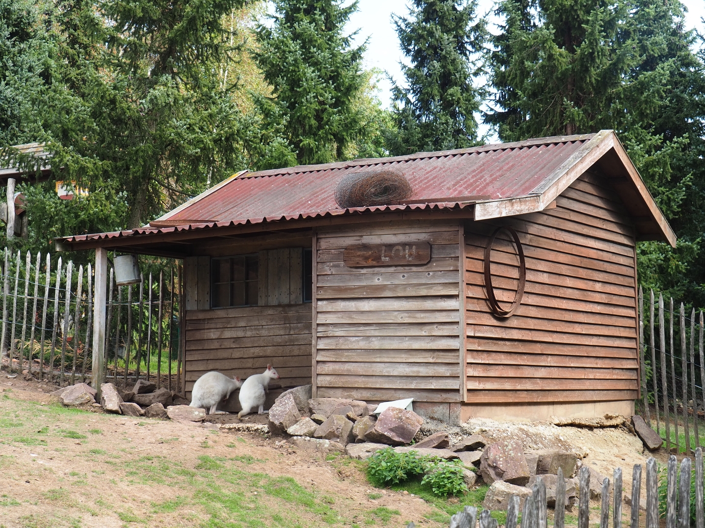 Red-necked wallaby shack (Aug 28th, 2018)