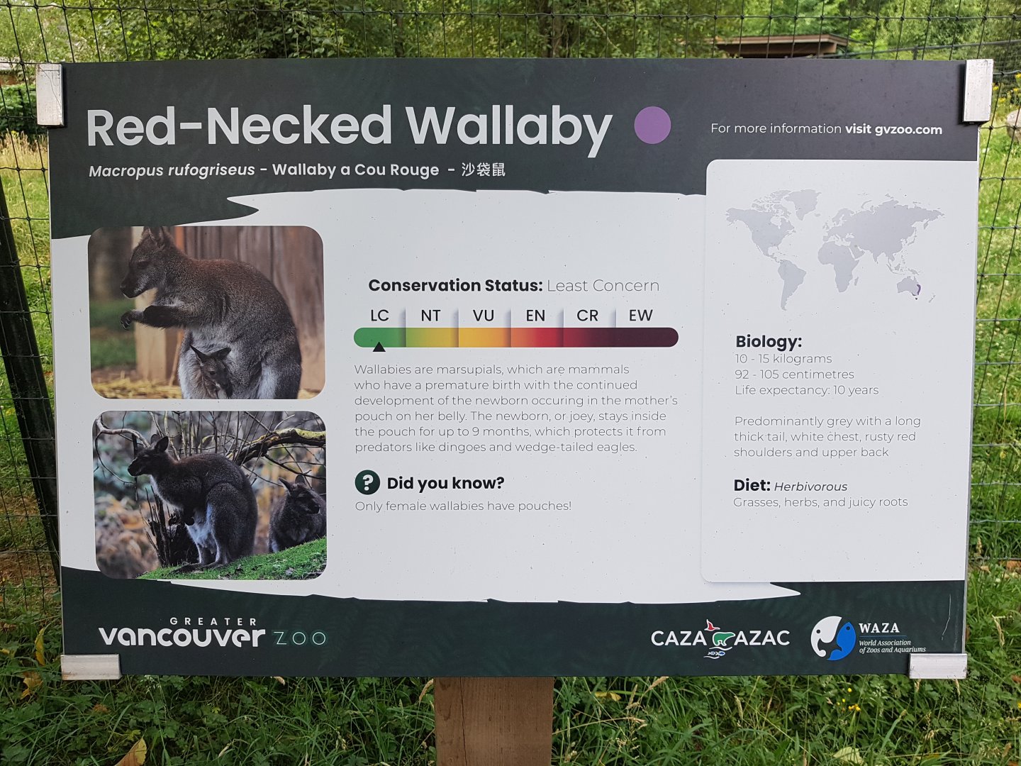 Red-Necked Wallaby Sign