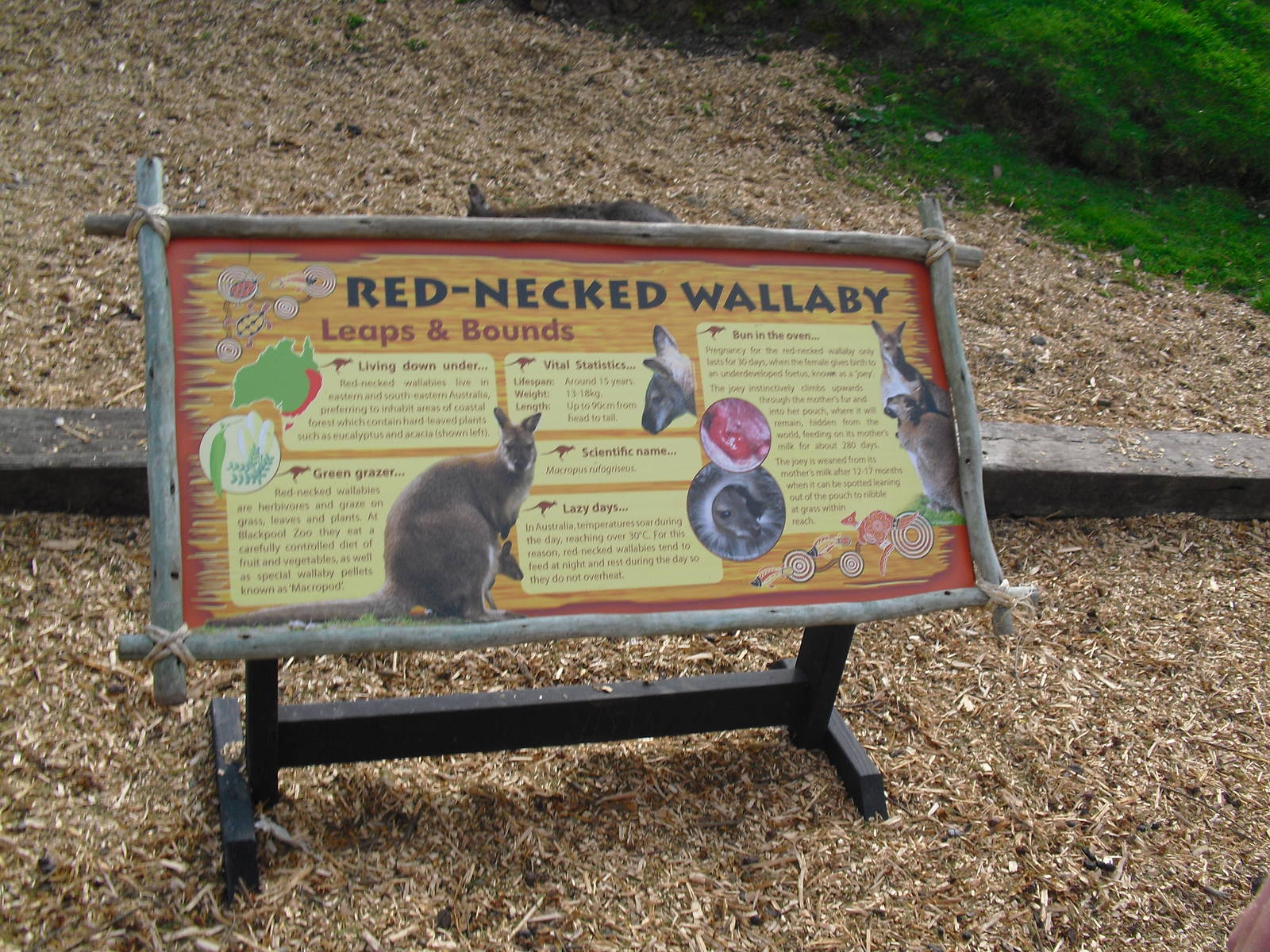Red-necked Wallaby Signage - 01/10/2011
