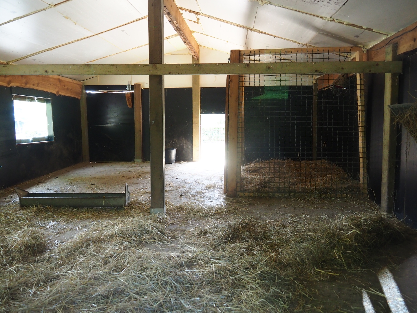 Red-necked wallaby stable