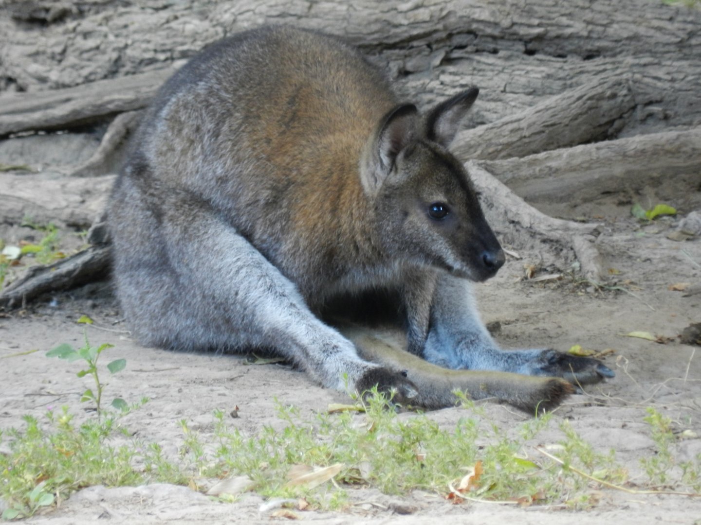 Red-necked wallaby - Temaiken
