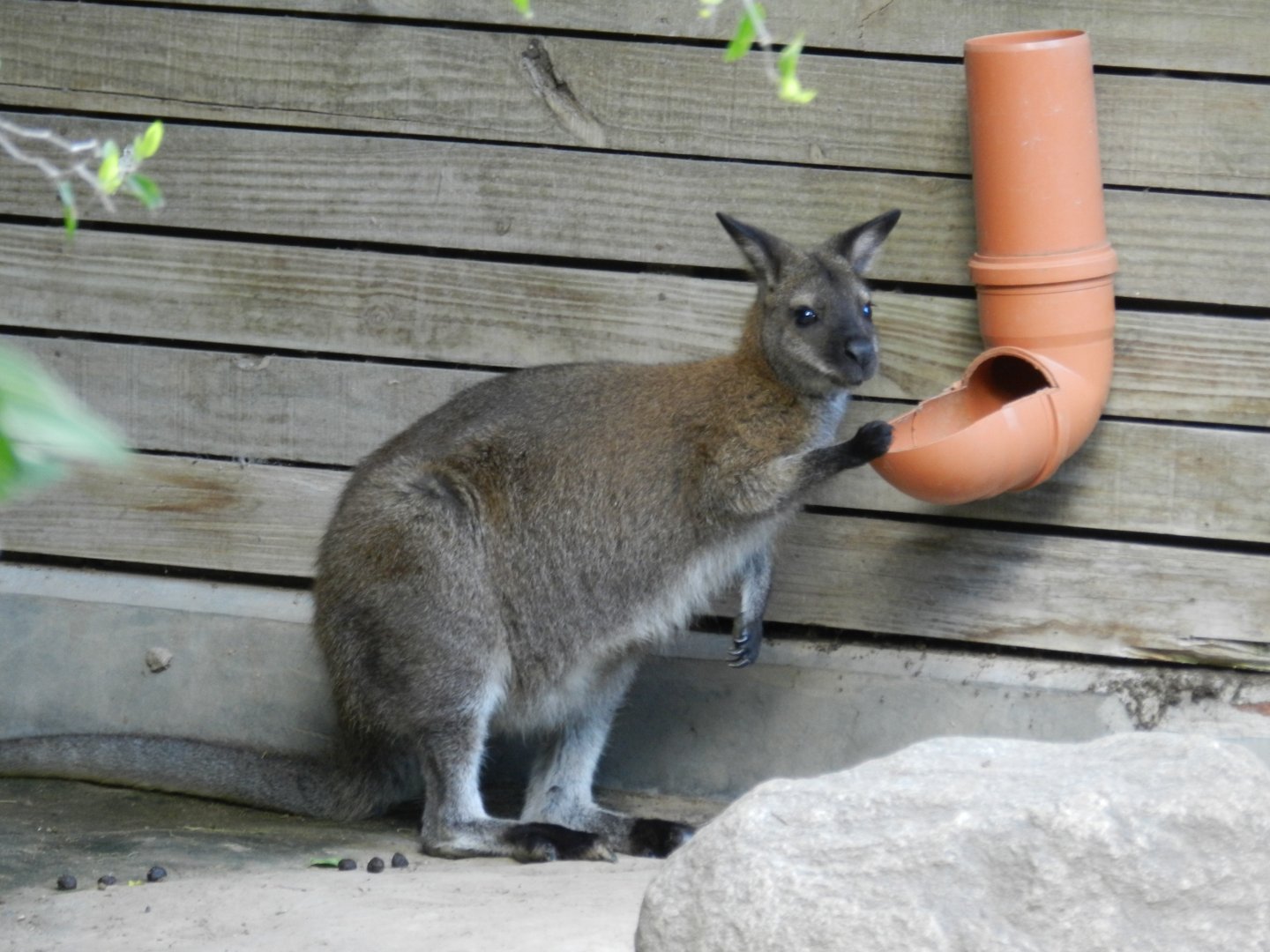 Red-necked wallaby - Temaiken