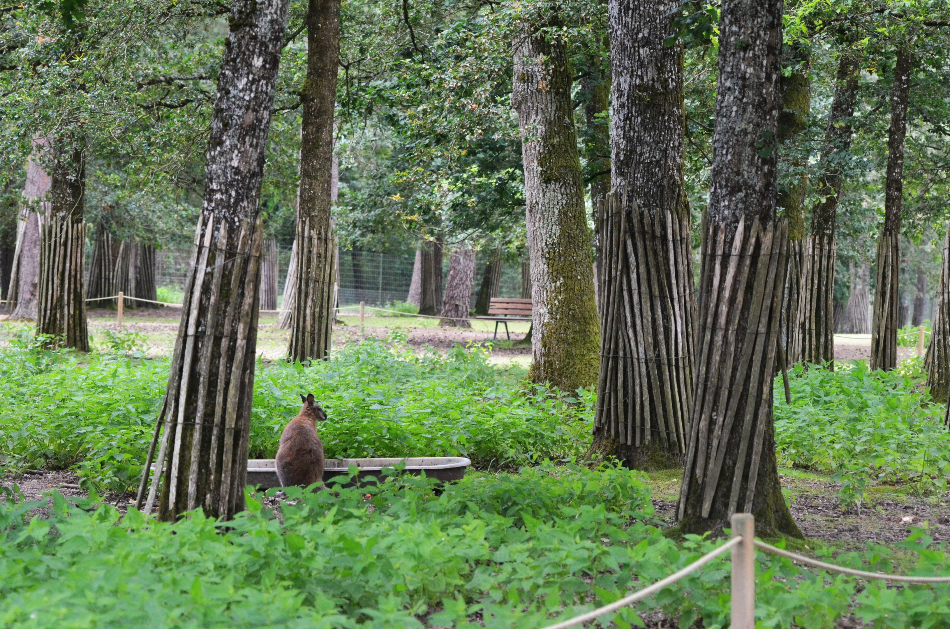 Red-necked Wallaby Walk-through at Haute-Touche, 14/06/18