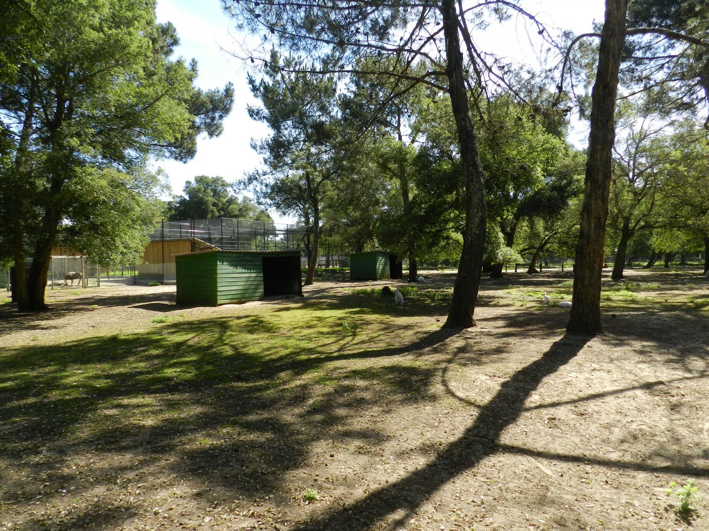 Red-necked Wallaby, walk-through