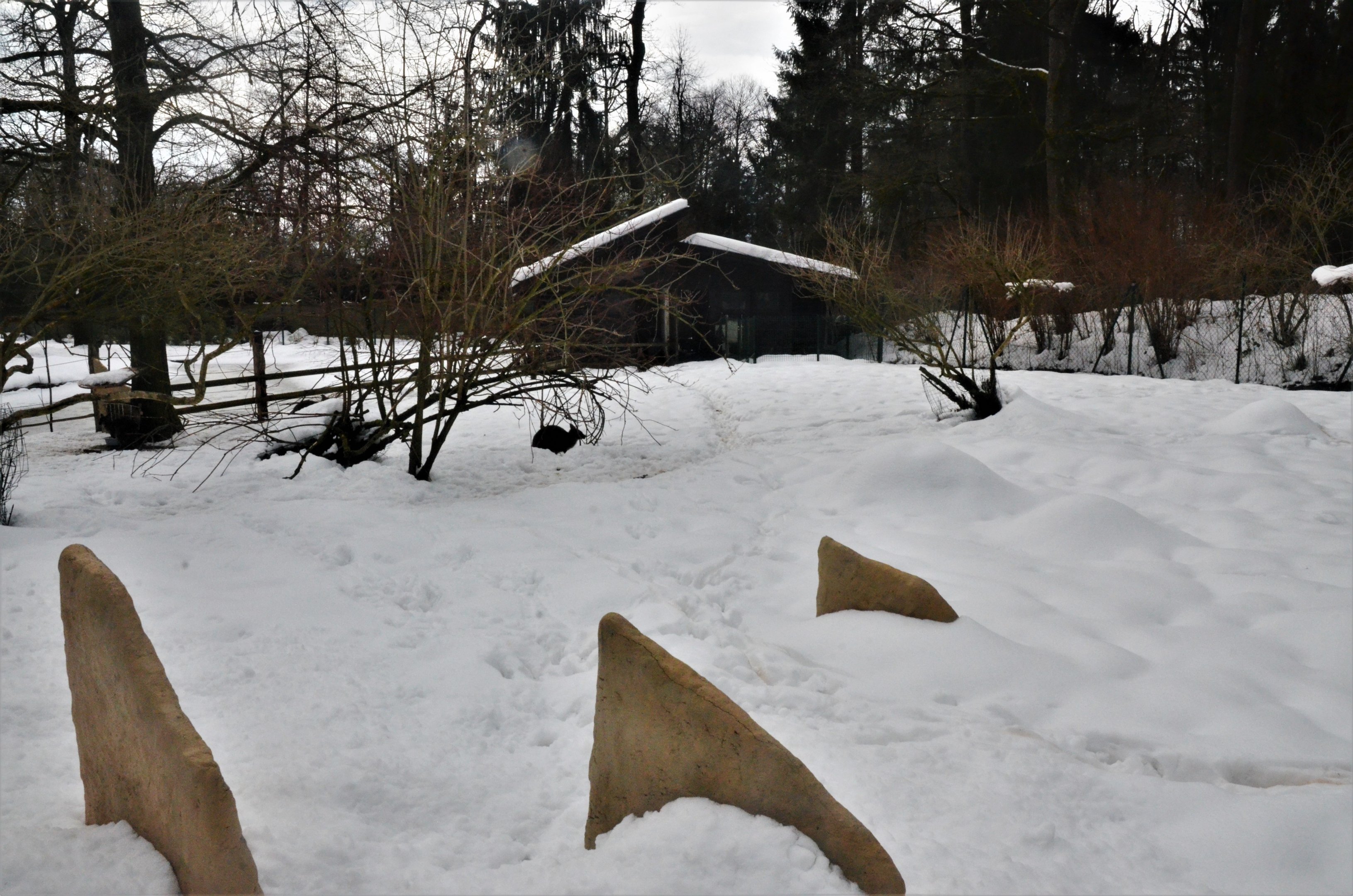 Red-necked Wallaby Walkthough at Ljubljana Zoo, 07/03/18