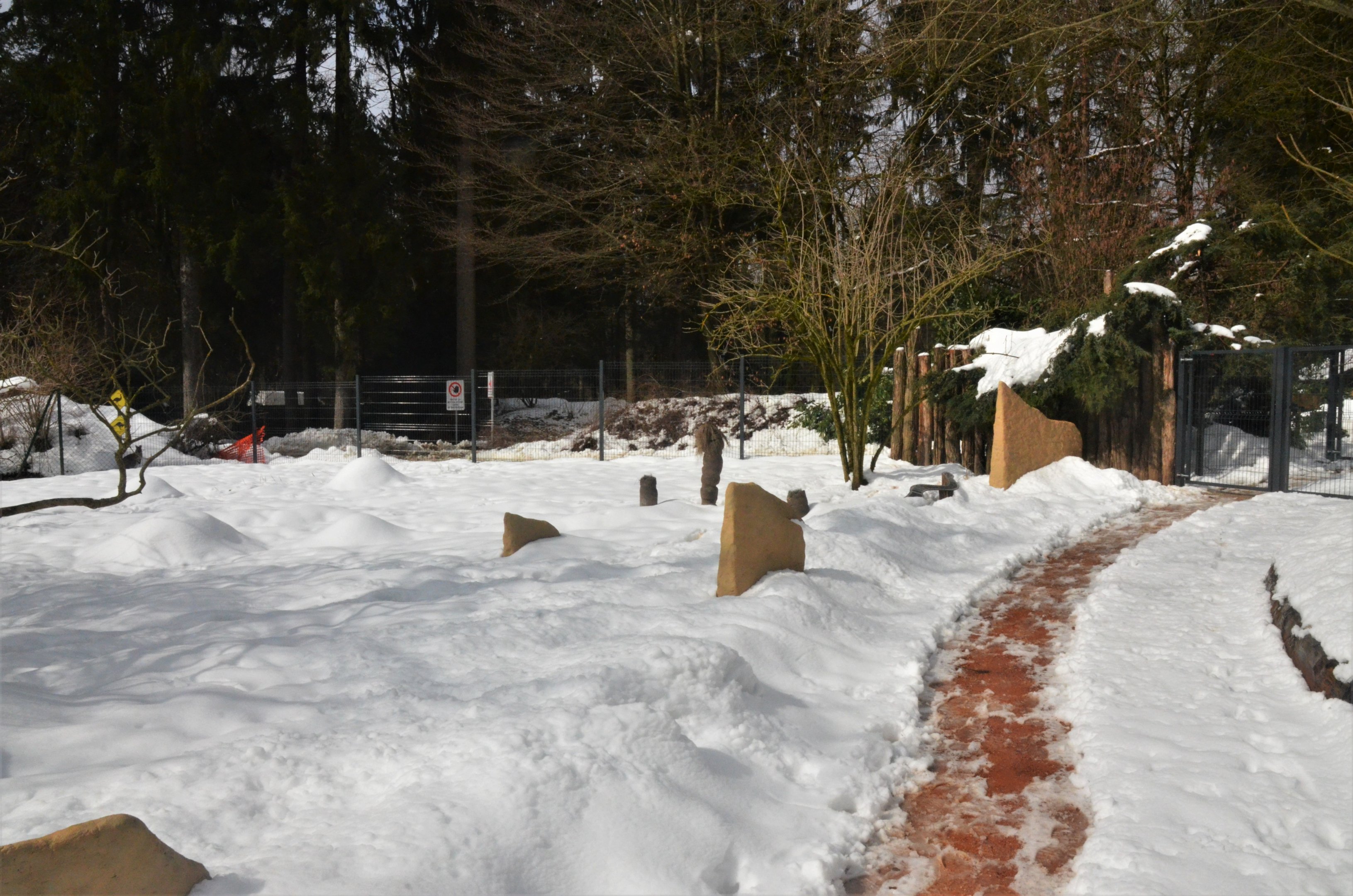 Red-necked Wallaby Walkthough at Ljubljana Zoo, 07/03/18
