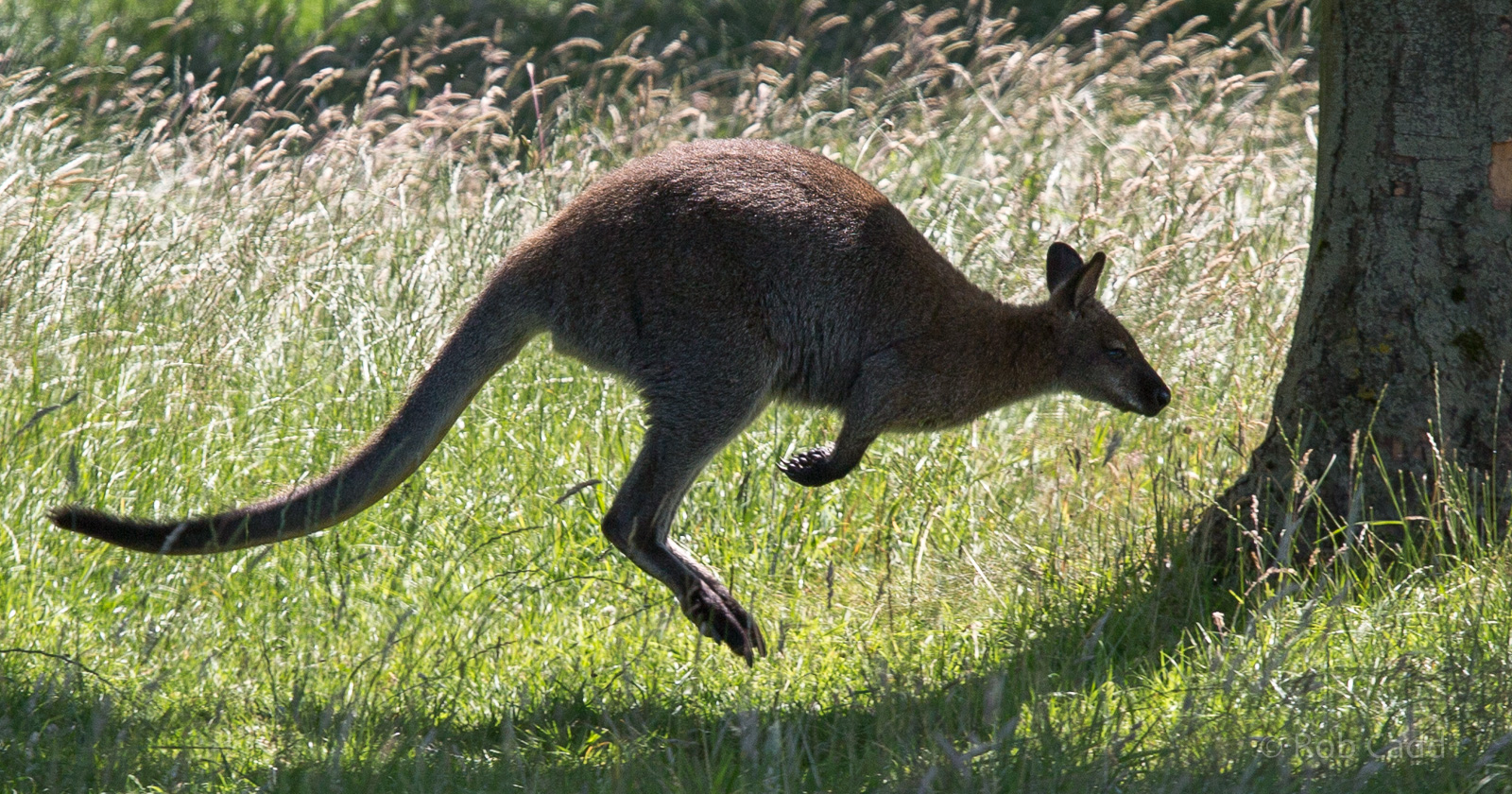 Red-necked wallaby : Whipsnade : 12 Jul 2014