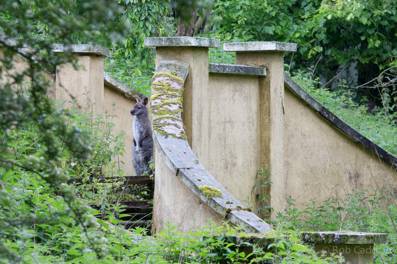 Red-necked wallaby : Whipsnade : 26 May 2014
