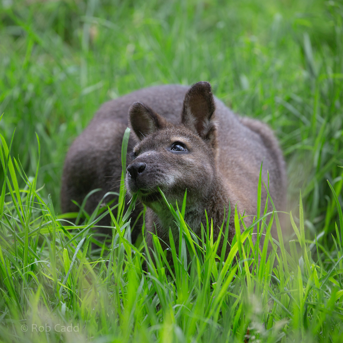 Red-necked wallaby : Whipsnade : 31 Aug 2019