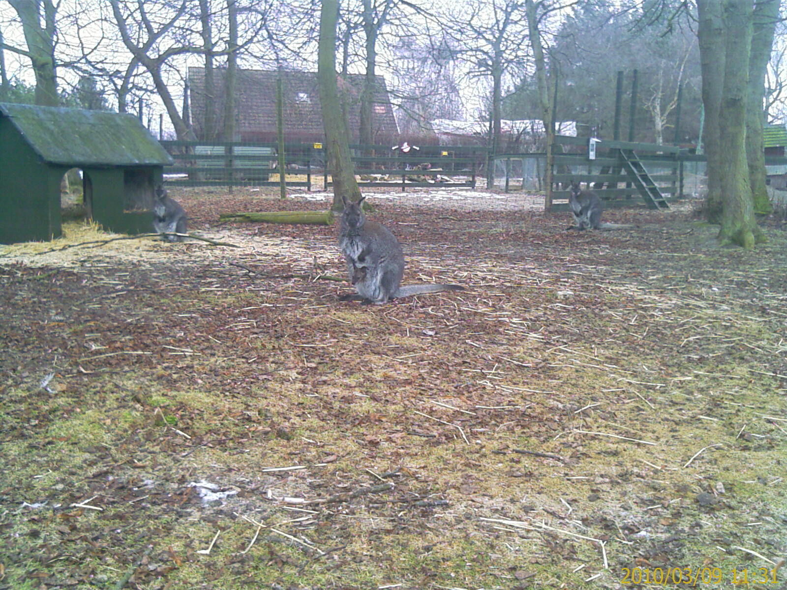 Red necked Wallaby with a "joey"