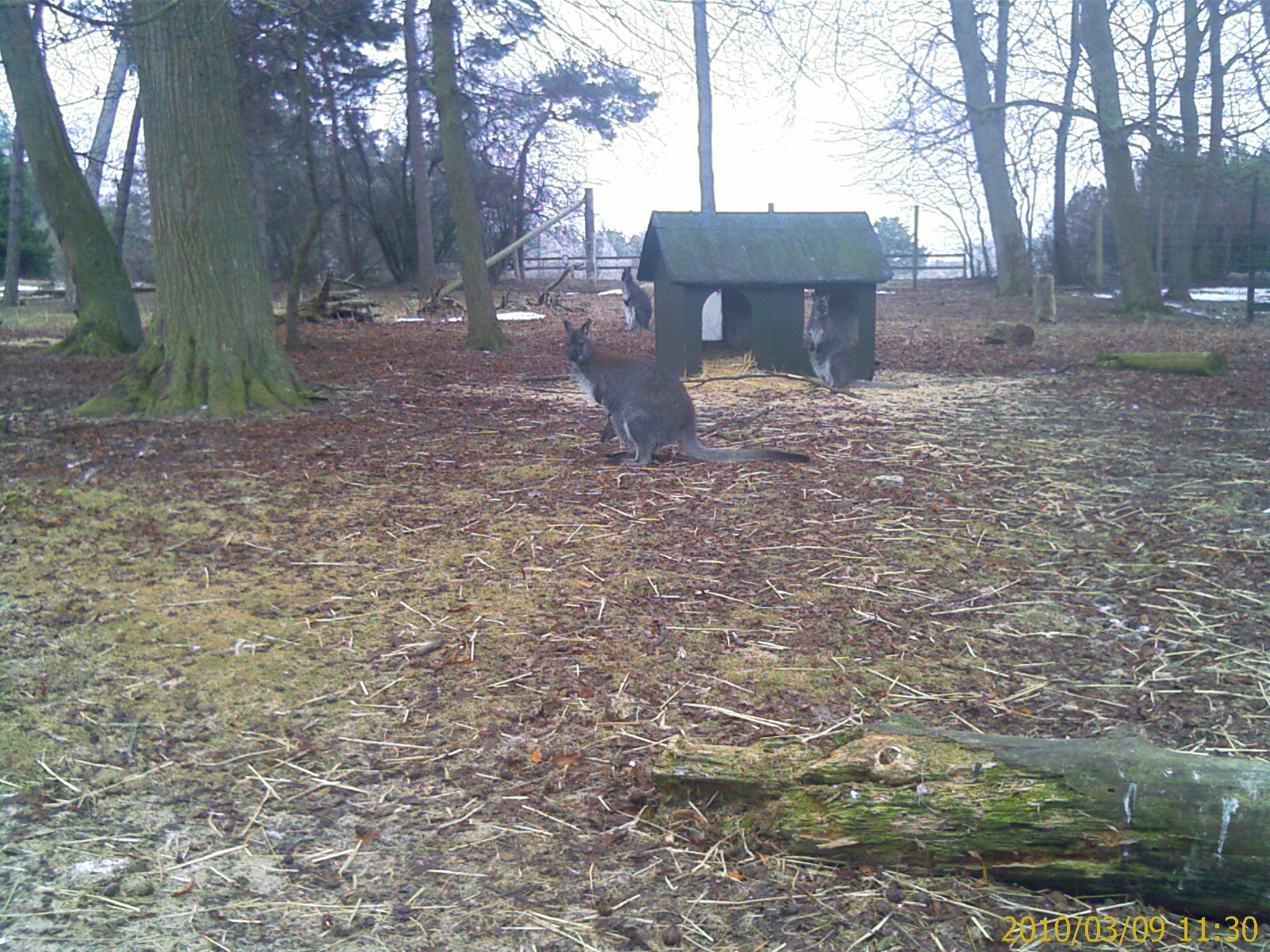 Red necked Wallaby with a "joey"