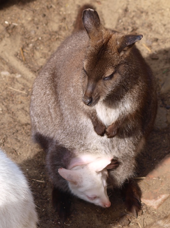 Red-necked wallaby with albino baby (April 19th, 2015)