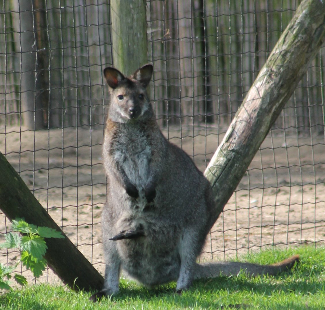 Red-necked wallaby with joey