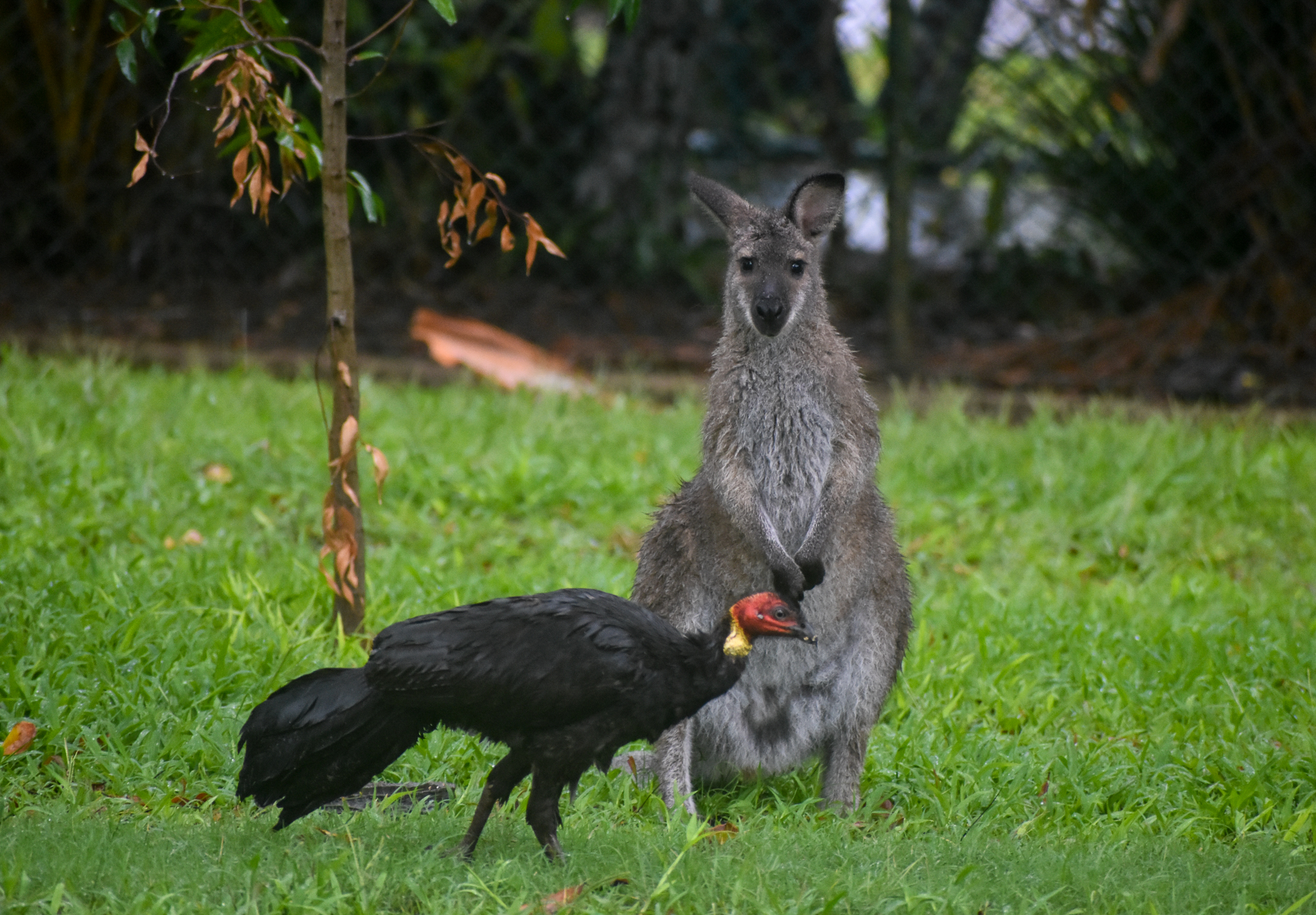 Red-necked Wallaby with wild brush-turkey