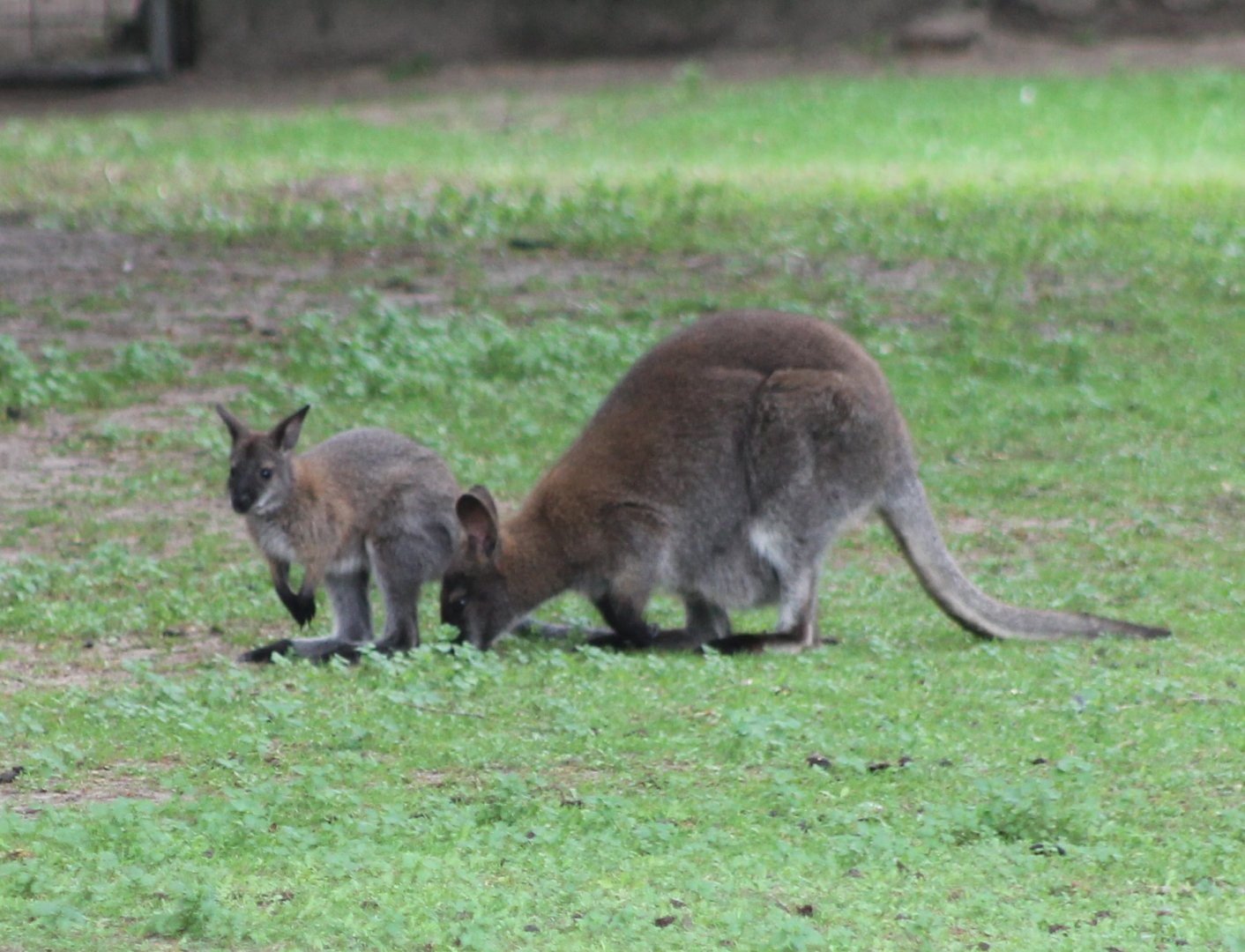 Red-necked wallaby with young