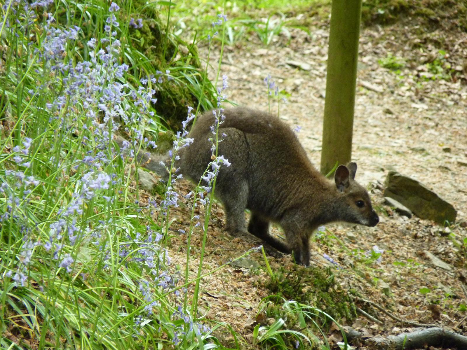 Red-Necked Wallaby