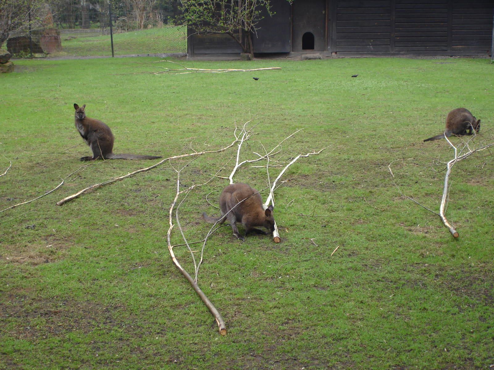 Red-necked Wallaby