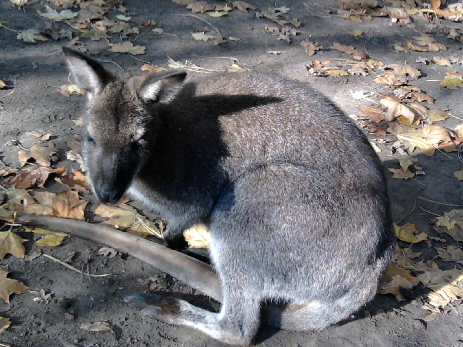 Red-necked wallaby