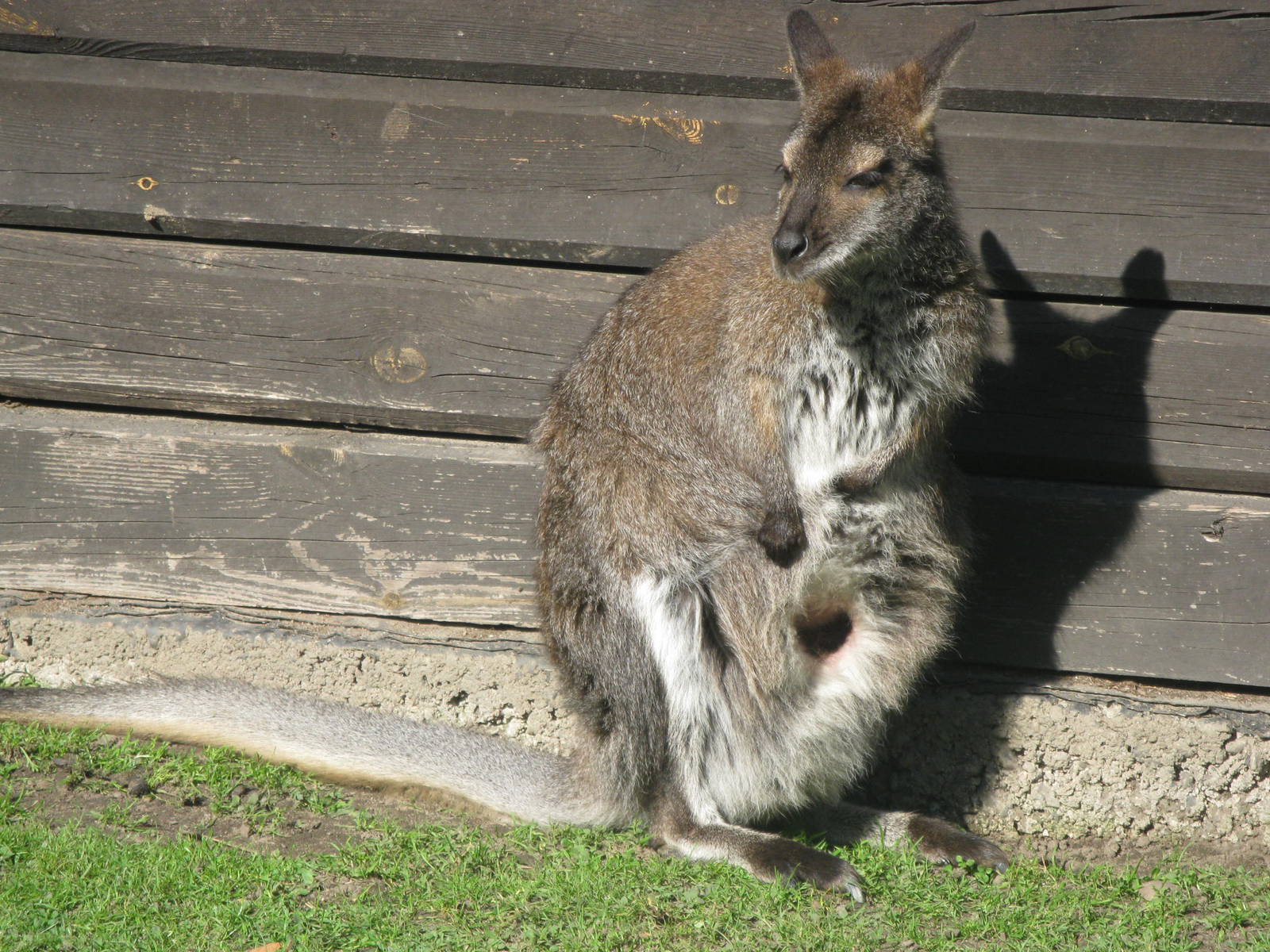 Red-necked wallaby