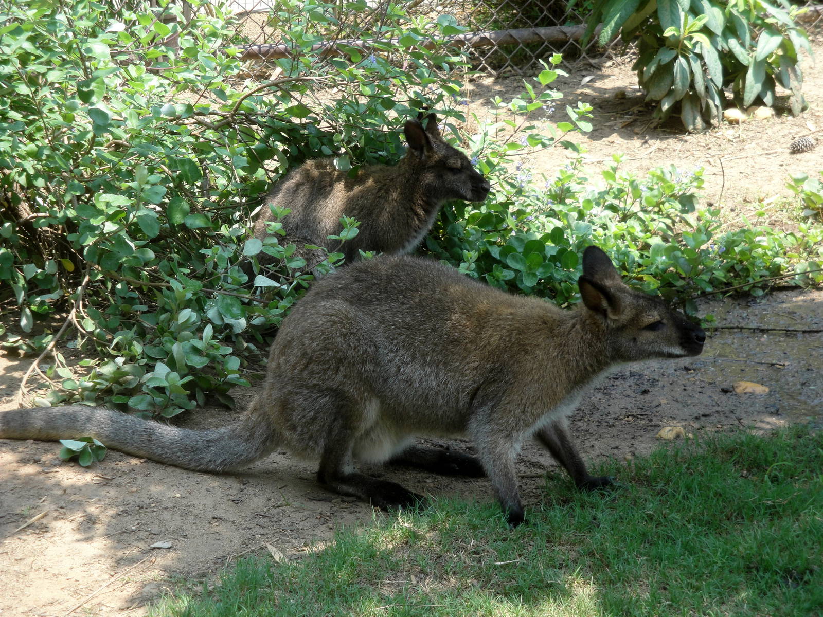 Red-necked Wallaby