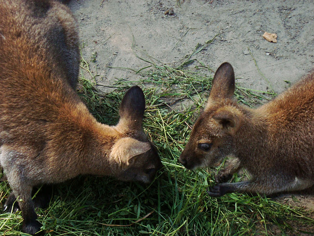 Red-necked Wallaby