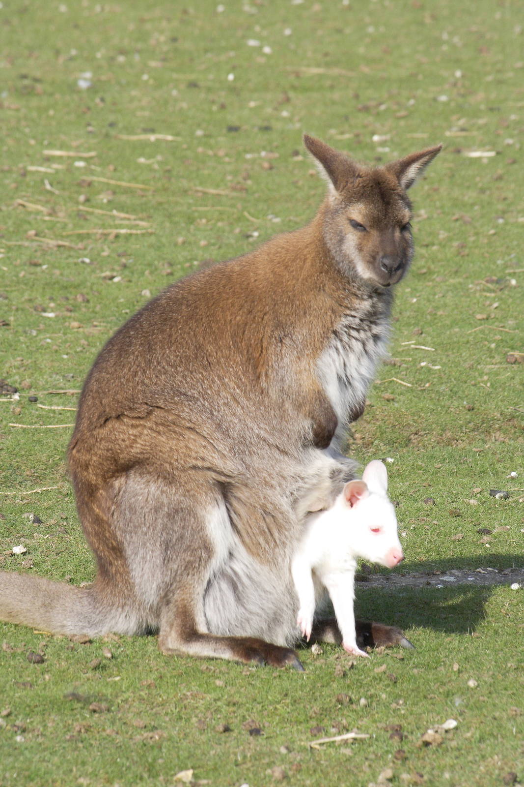 Red-necked wallaby