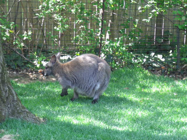 Red-Necked Wallaby