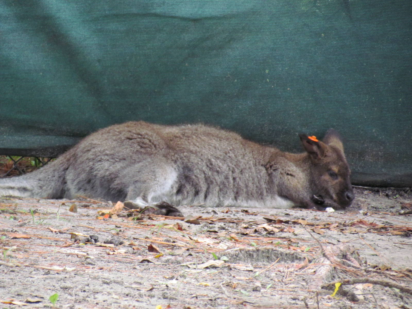 Red-Necked Wallaby