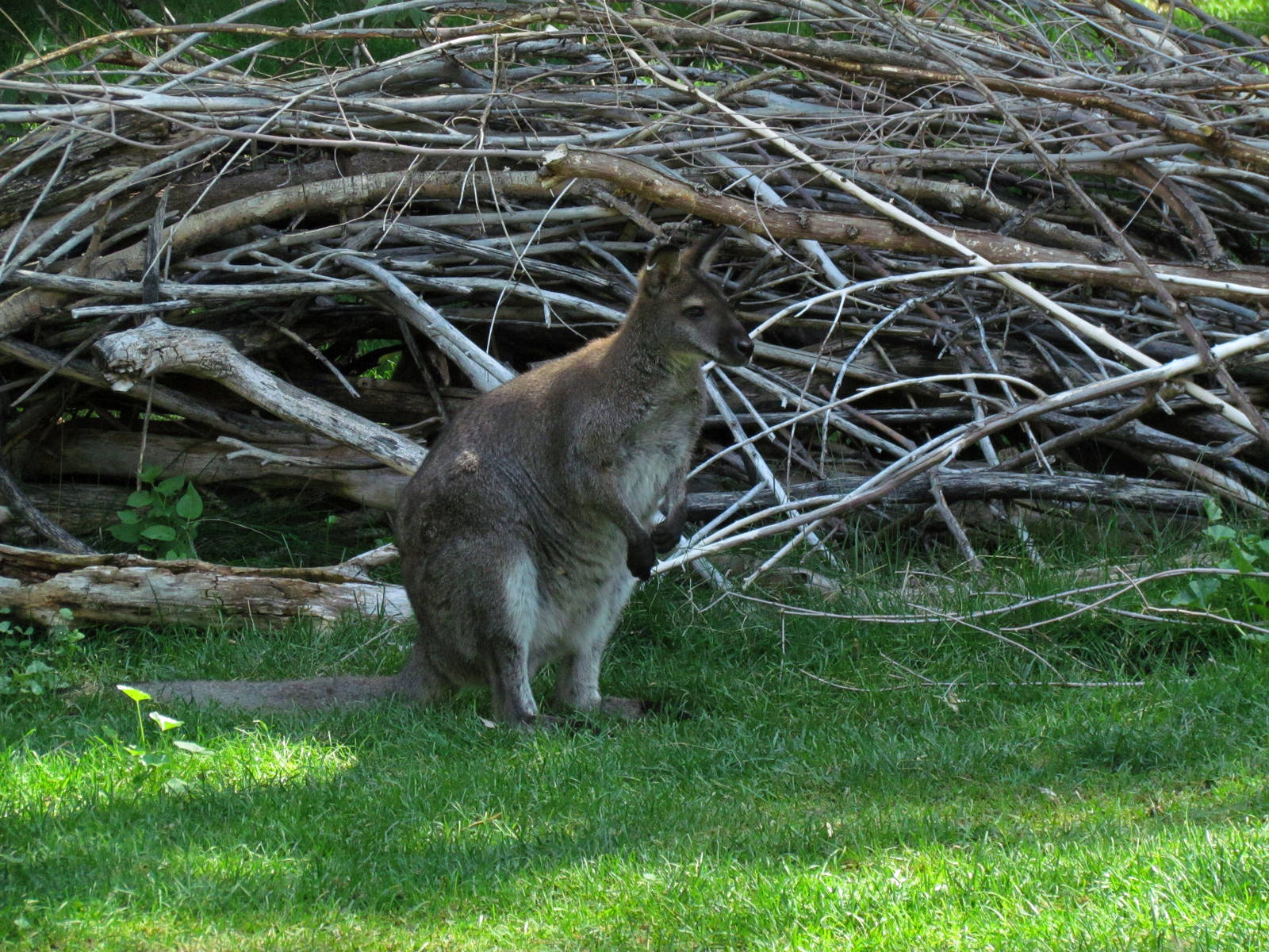 Red-necked Wallaby