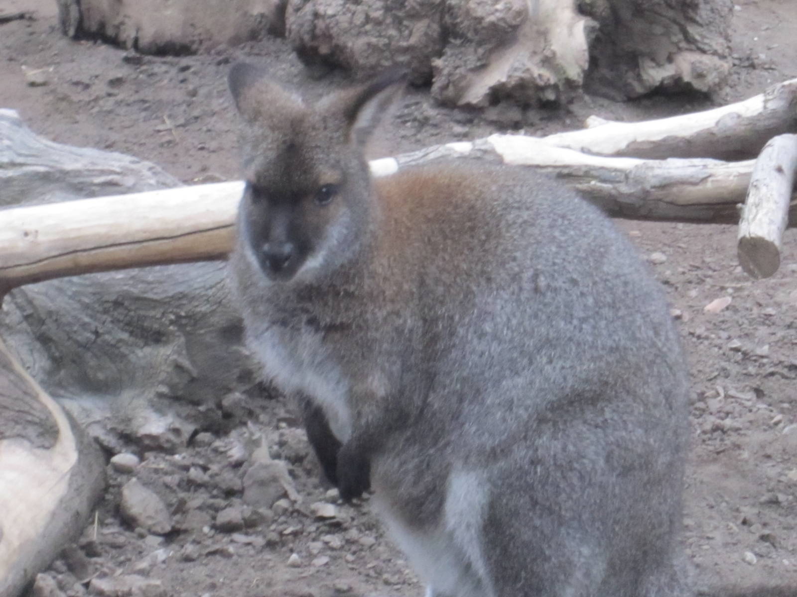 Red Necked Wallaby
