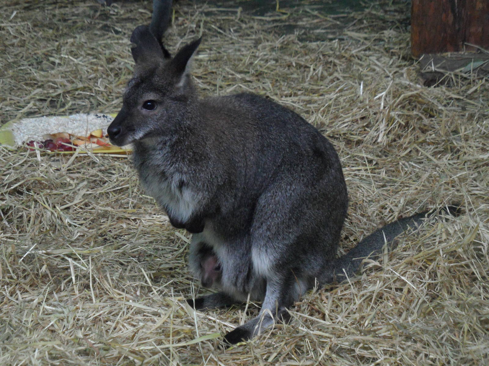 Red-necked wallaby