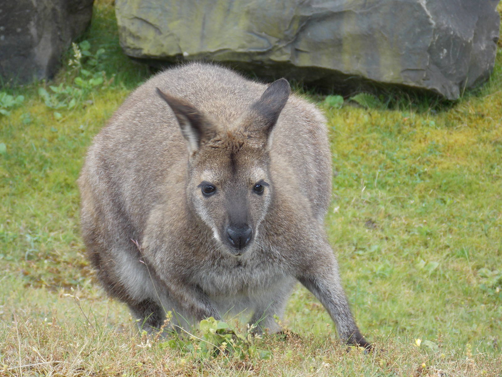 Red-Necked Wallaby