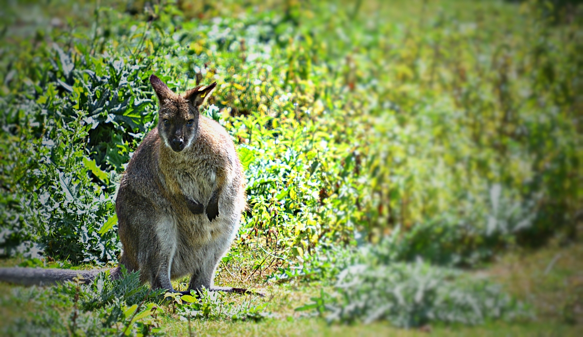 RED NECKED WALLABY
